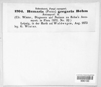 Trichophaea gregaria image